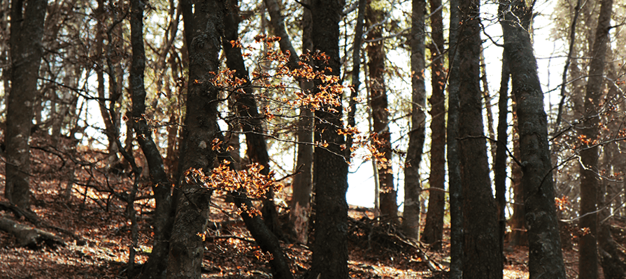 Sustainability Swtrong wood floors